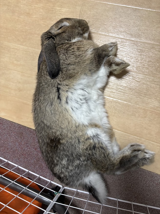 横になって寝るウサギさん