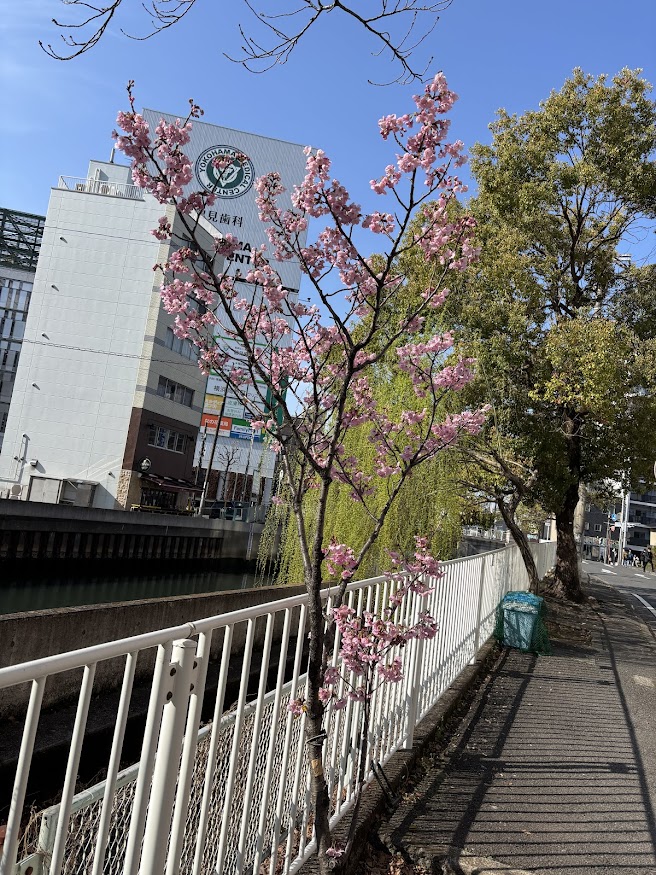 新田間橋と新田間川緑地の近くの桜（ソメイヨシノ）