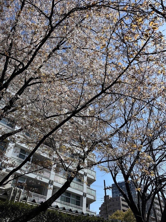 新田間橋近くの新田間川緑地の桜＞横浜