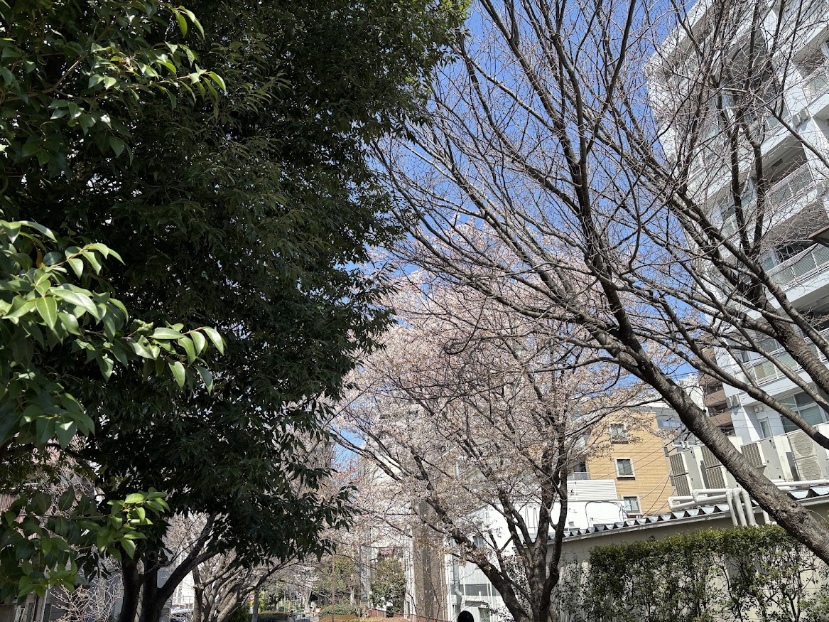 新田間橋近くの新田間川緑地の桜＞横浜
