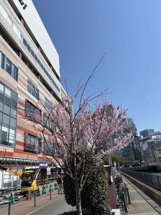 ハマボールイアス近くの桜（ソメイヨシノ）