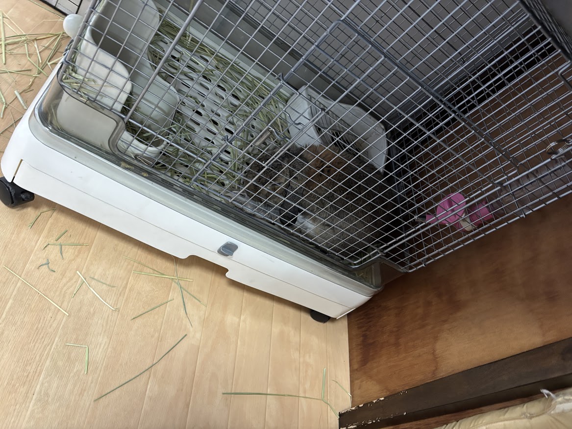 ケージの中で足を伸ばしてお休みになられるウサギさん