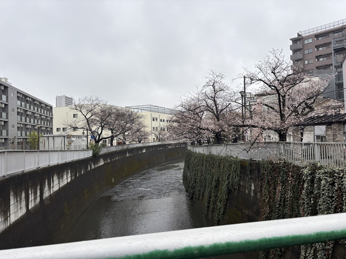 大東橋から見る神田川の桜(雨が降っています)