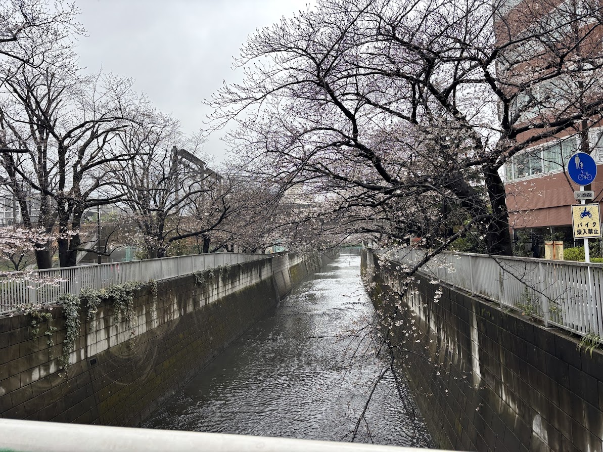 大東橋から見る神田川の桜(雨が降っています)