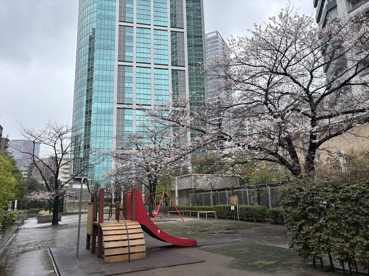 白高児童遊園の桜