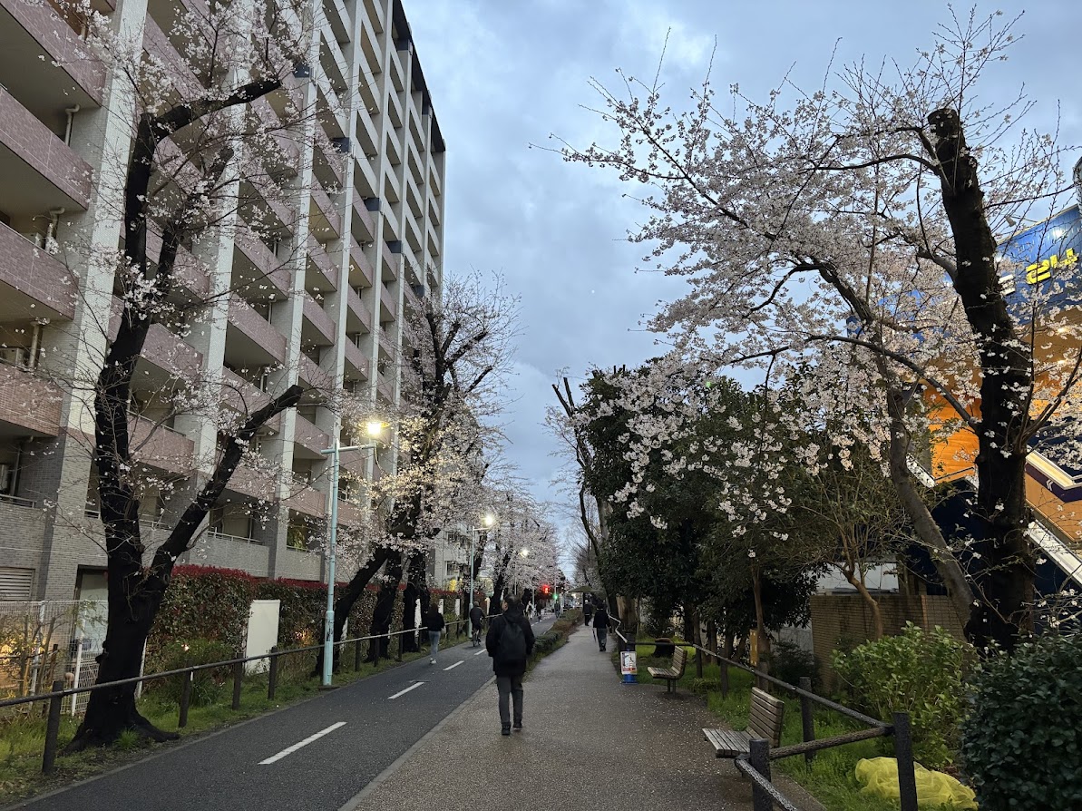 花小金井駅南口近くの一般都道保谷狭山自然公園自転車道線(多摩湖自転車道)の桜