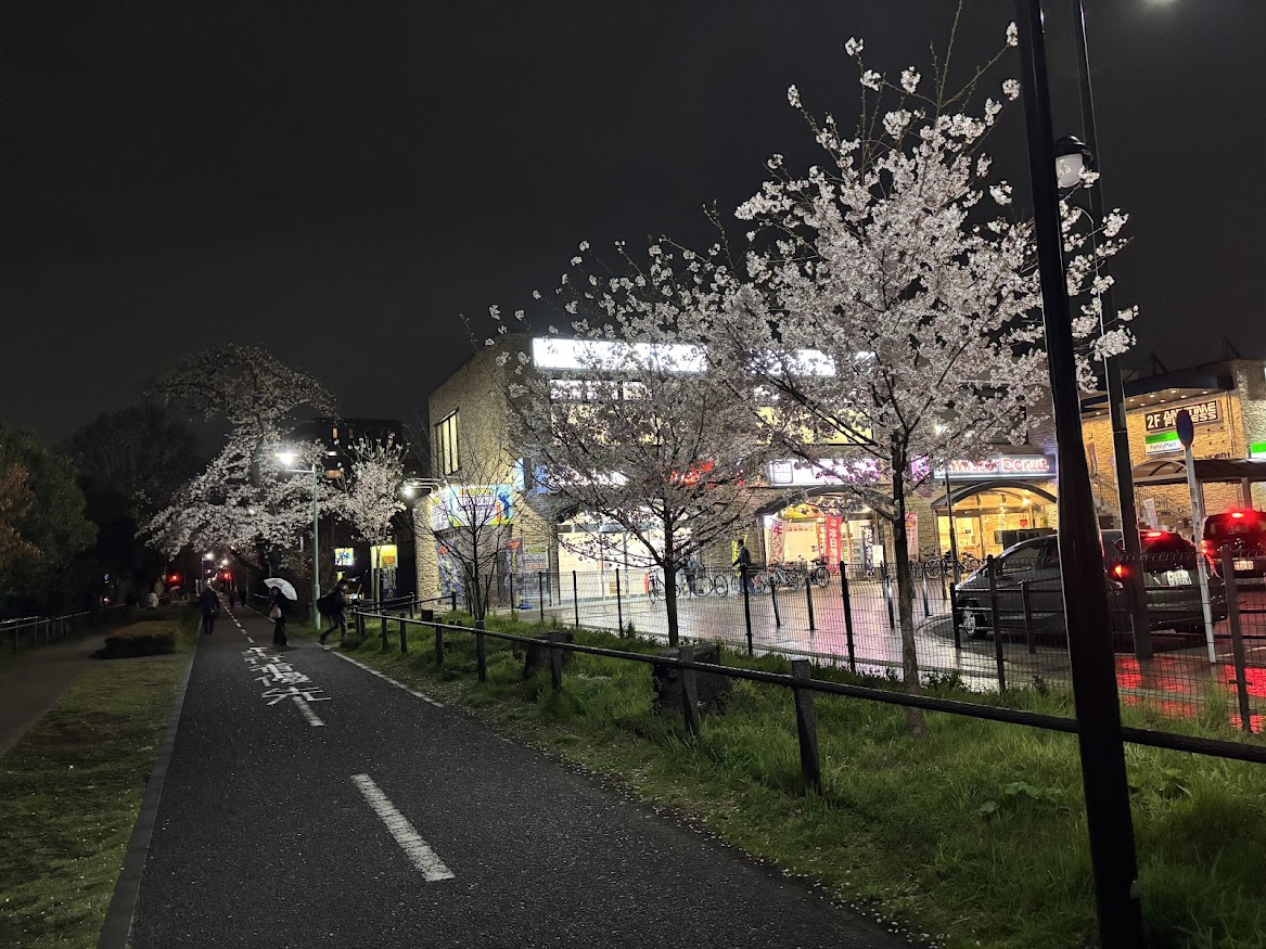 花小金井駅南口近くの一般都道保谷狭山自然公園自転車道線（多摩湖自転車道）の桜
