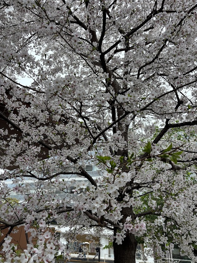 代官山駅近くの桜