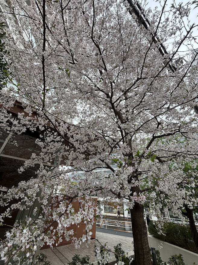 代官山駅近くの桜