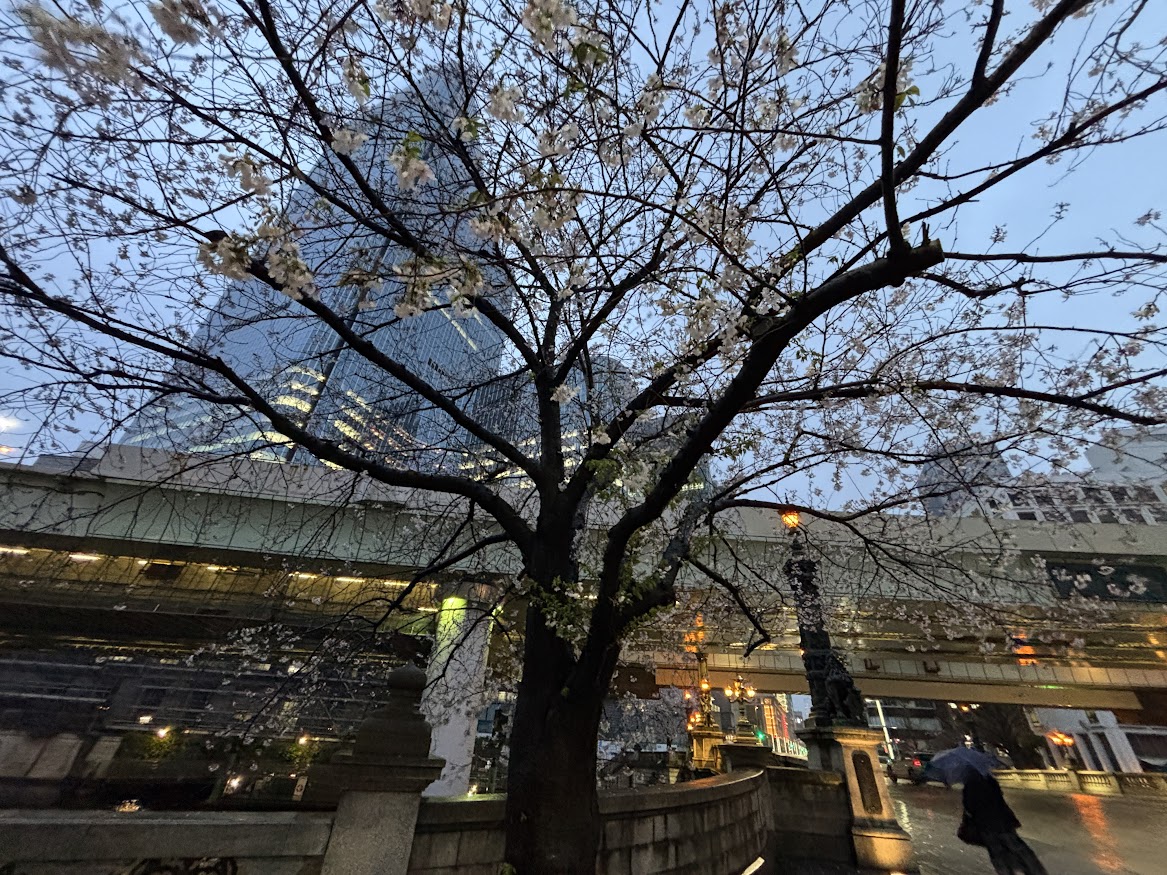雨の日本橋の桜
