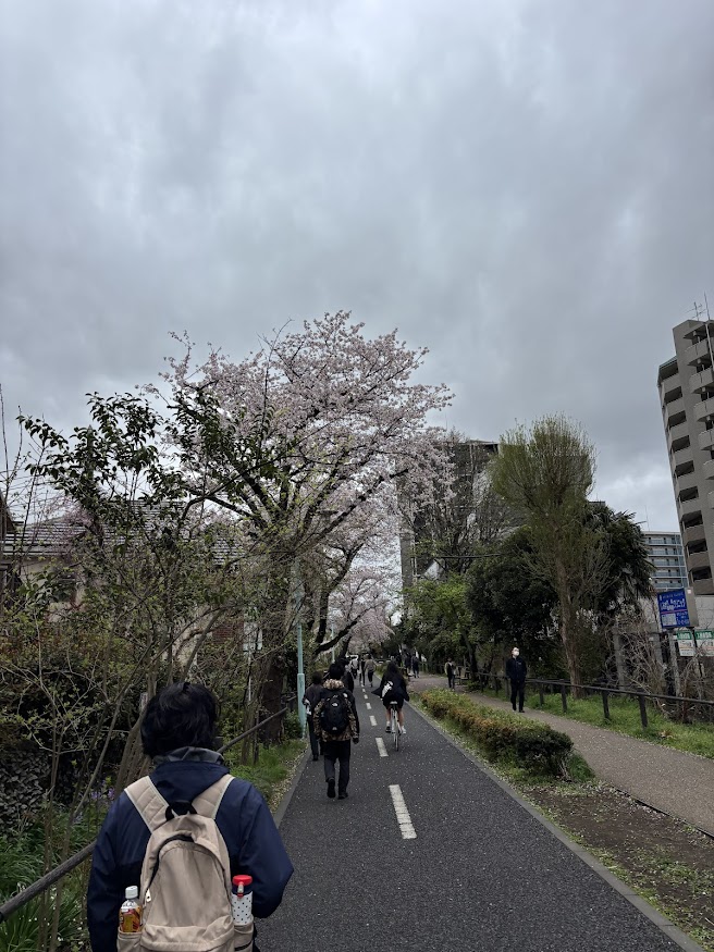 花小金井駅南口近くの一般都道保谷狭山自然公園自転車道線（多摩湖自転車道）の桜