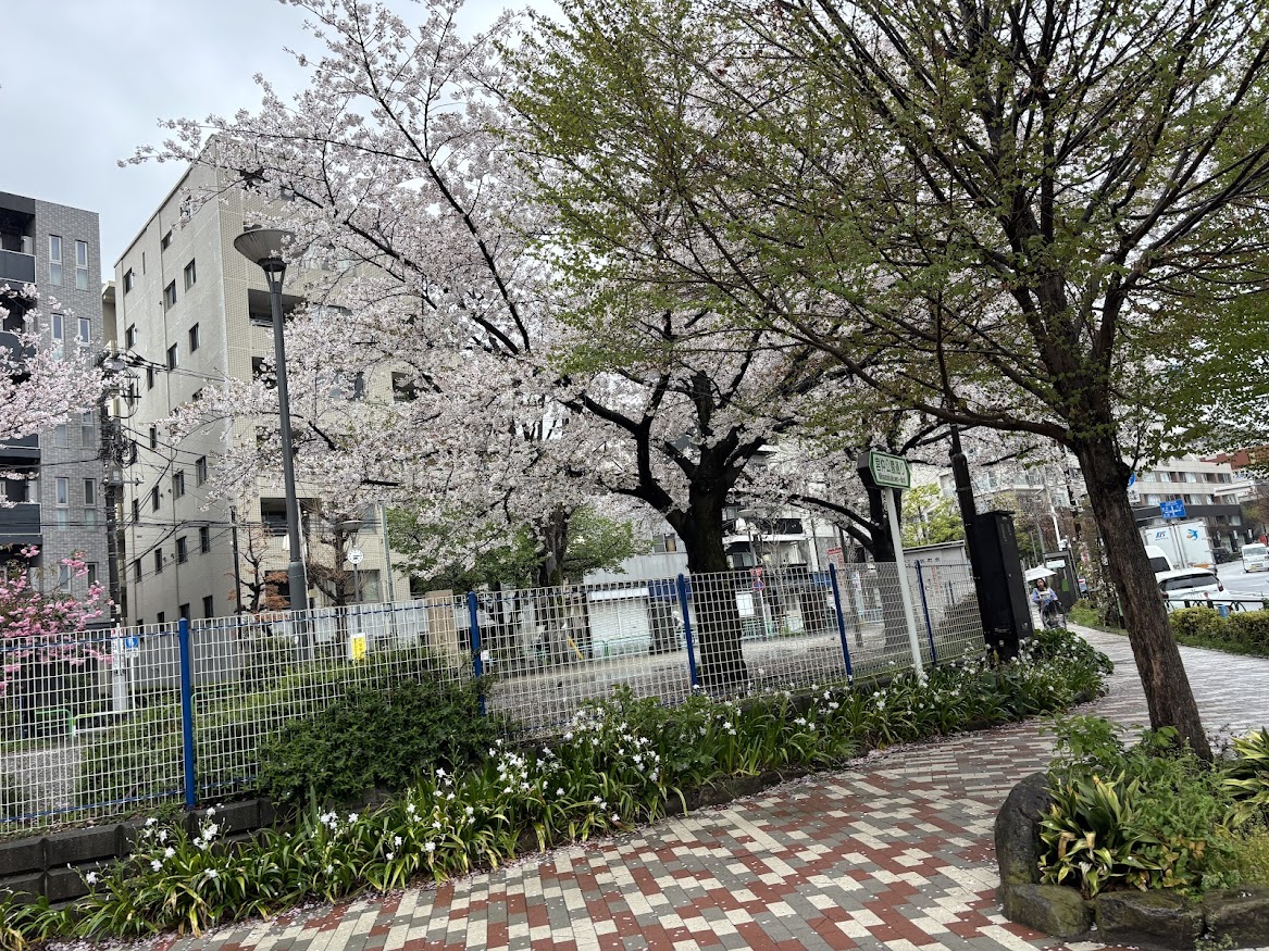 宮仲公園の桜