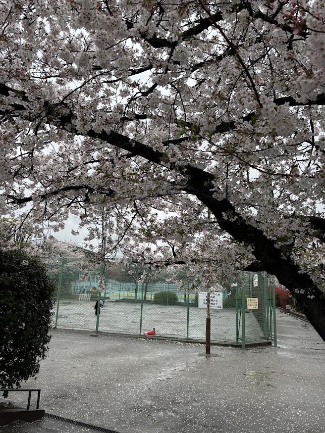 板橋区立西徳第一公園の桜