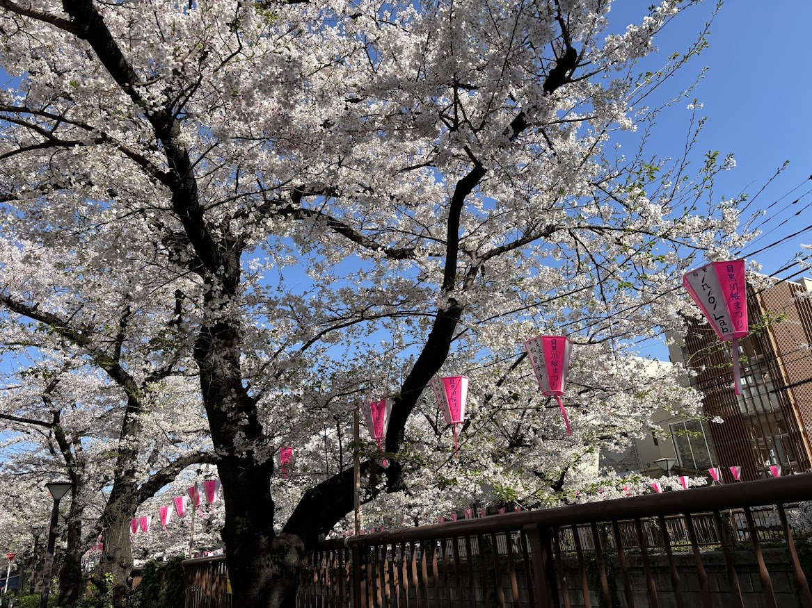 中目黒駅近くの目黒川の桜並木2026
