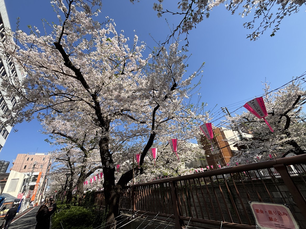 中目黒駅近くの目黒川の桜並木2026