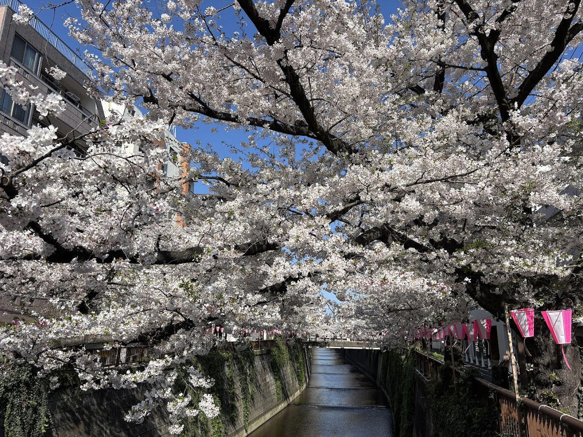 中目黒駅近くの目黒川の桜並木2026