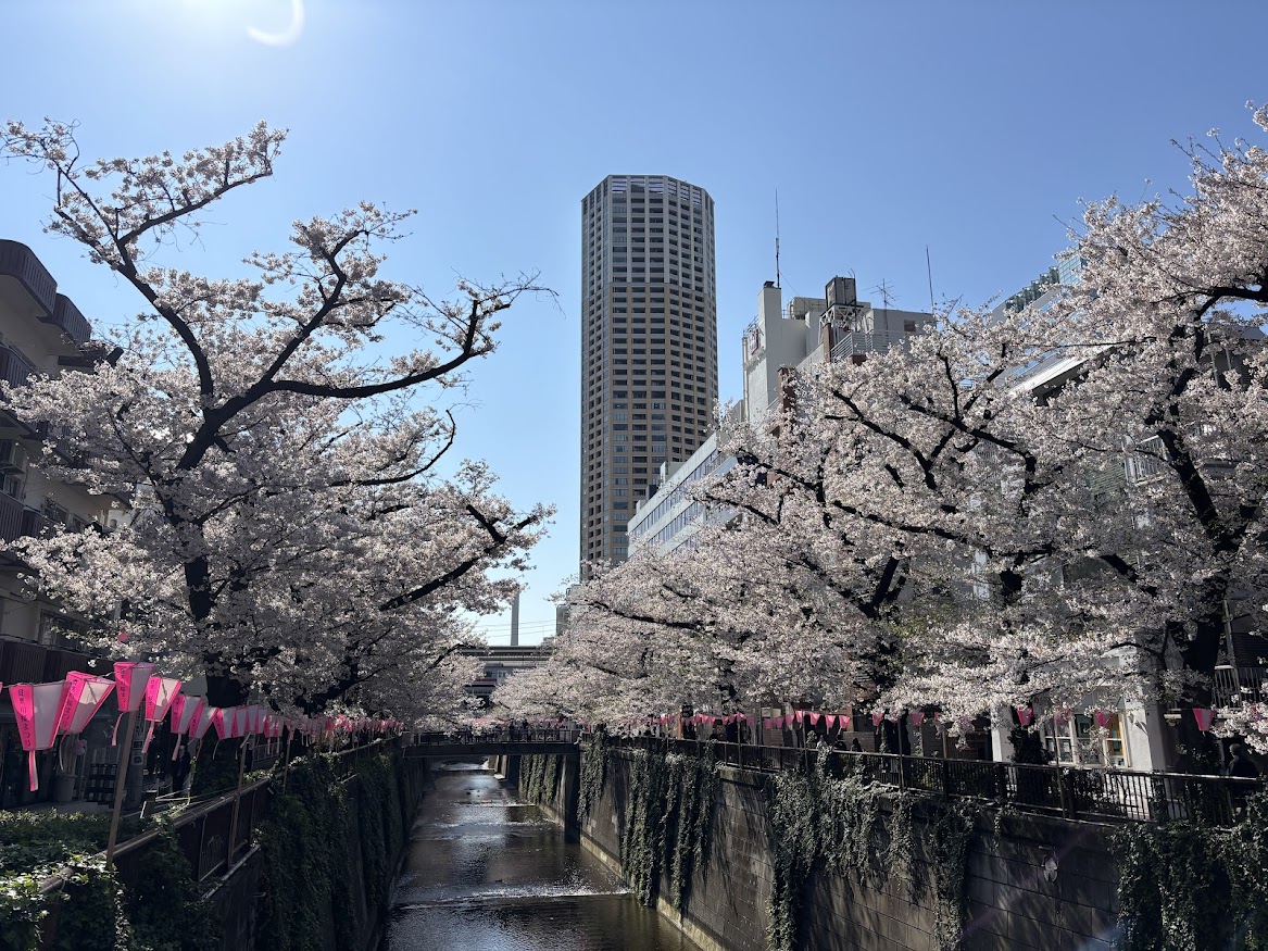中目黒駅近くの目黒川の桜並木2026