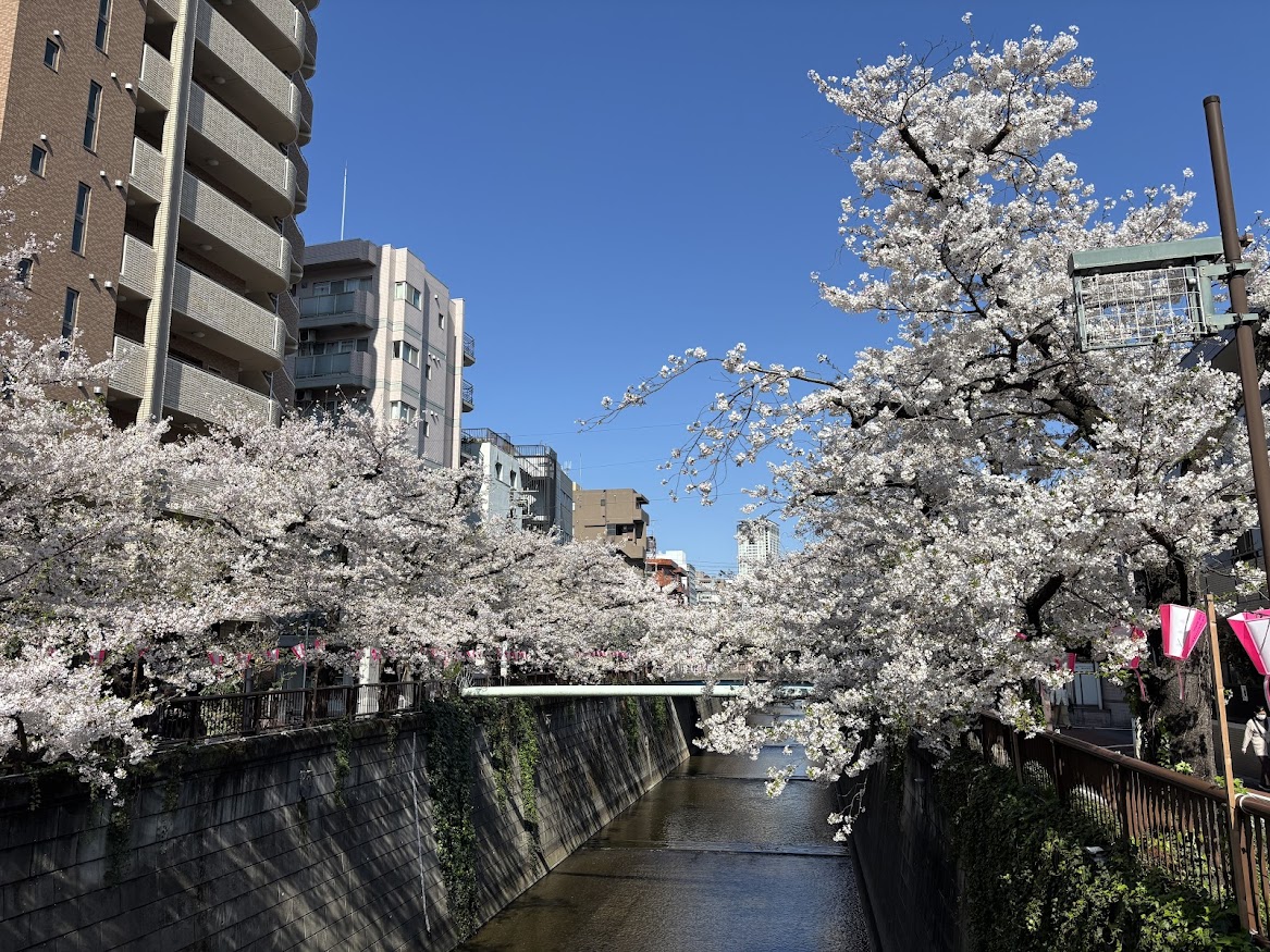中目黒駅近くの目黒川の桜並木2026