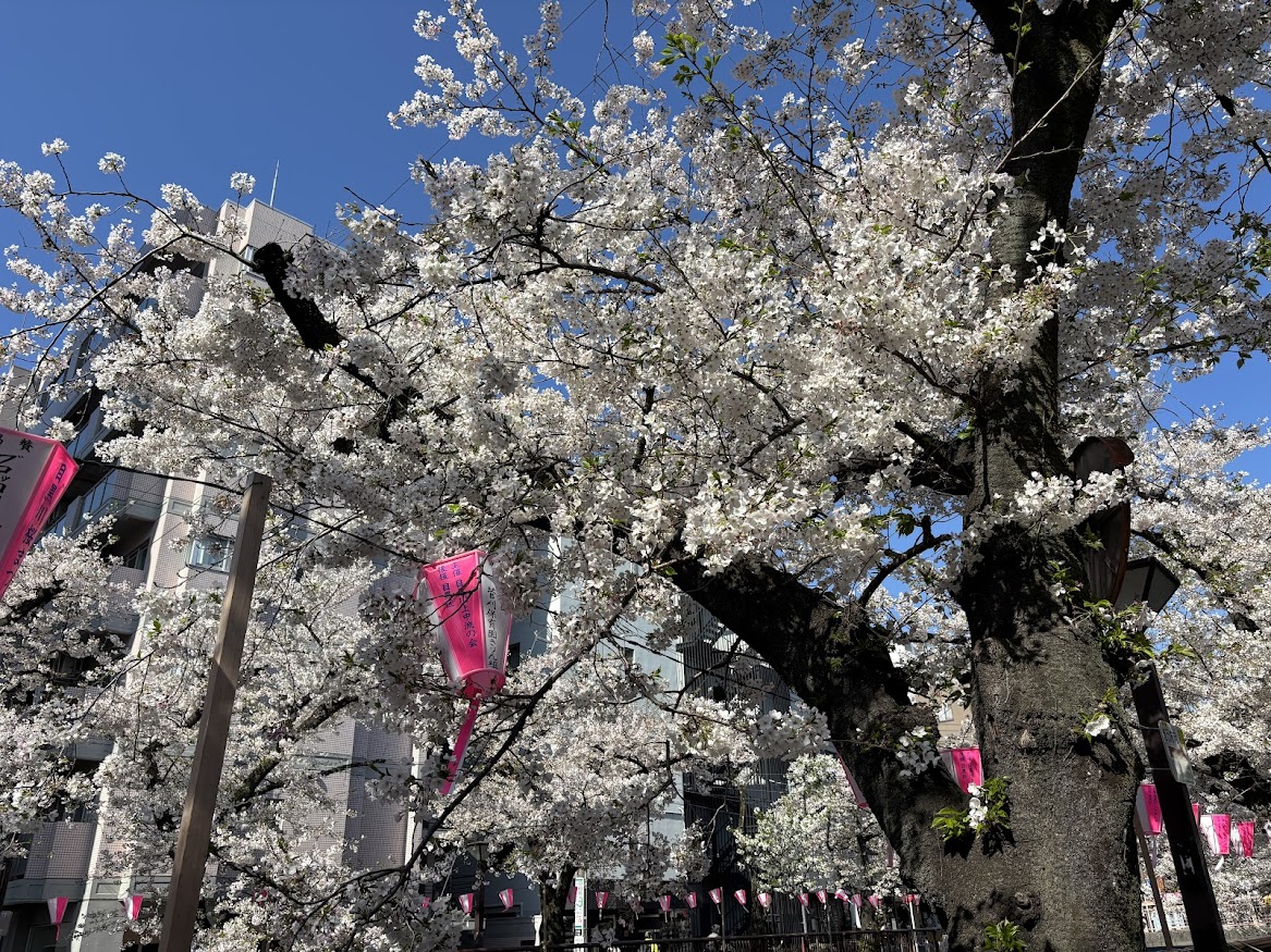 中目黒駅近くの目黒川の桜並木2026