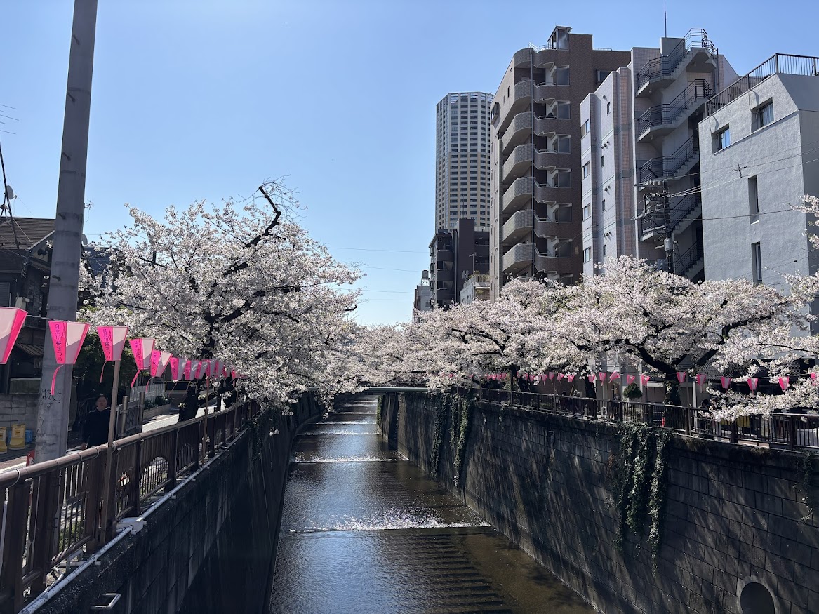 中目黒駅近くの目黒川の桜並木2026