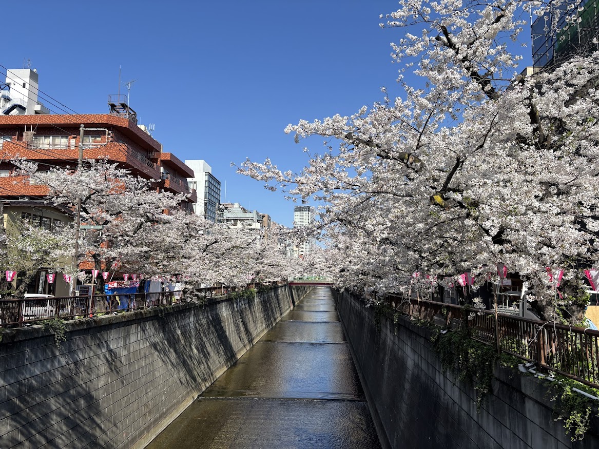 中目黒駅近くの目黒川の桜並木2026