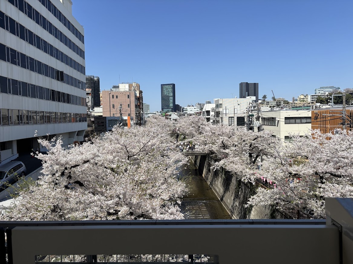 中目黒駅ホームから目黒川の桜並木2026