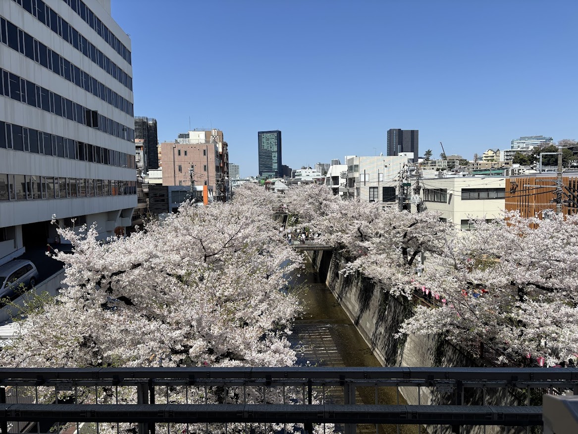 中目黒駅ホームから目黒川の桜並木2026