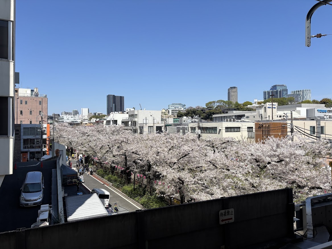 中目黒駅ホームから目黒川の桜並木2026