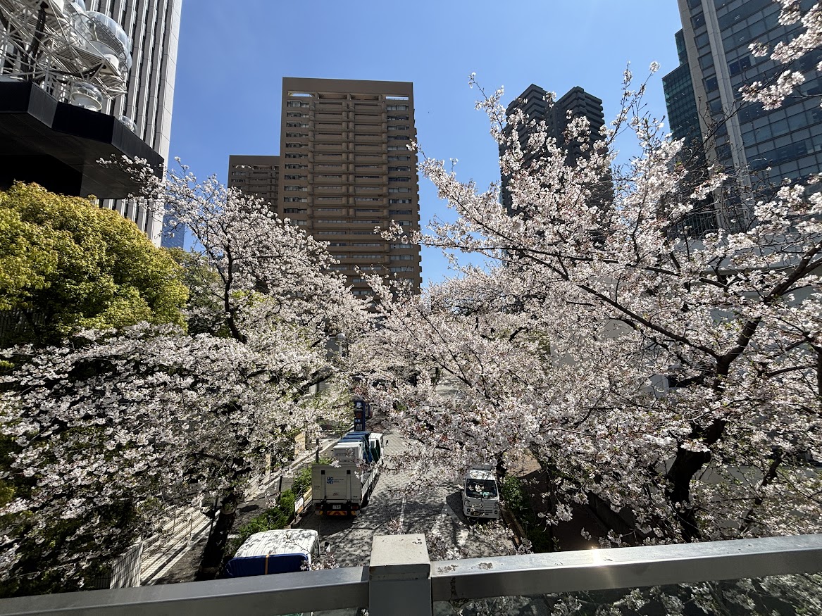 六本木一丁目駅近くのスペイン坂の桜並木