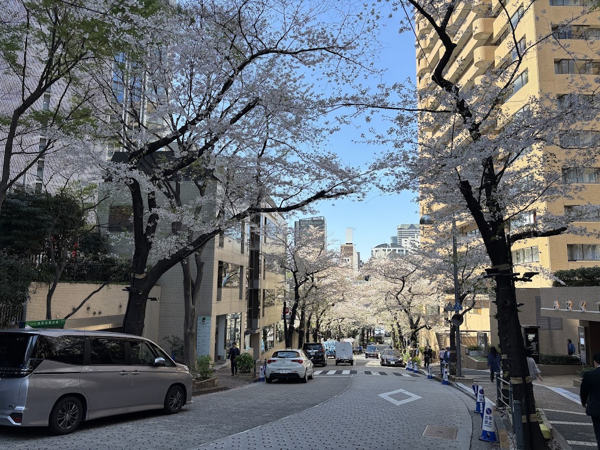 六本木一丁目駅近くのスペイン坂の桜並木