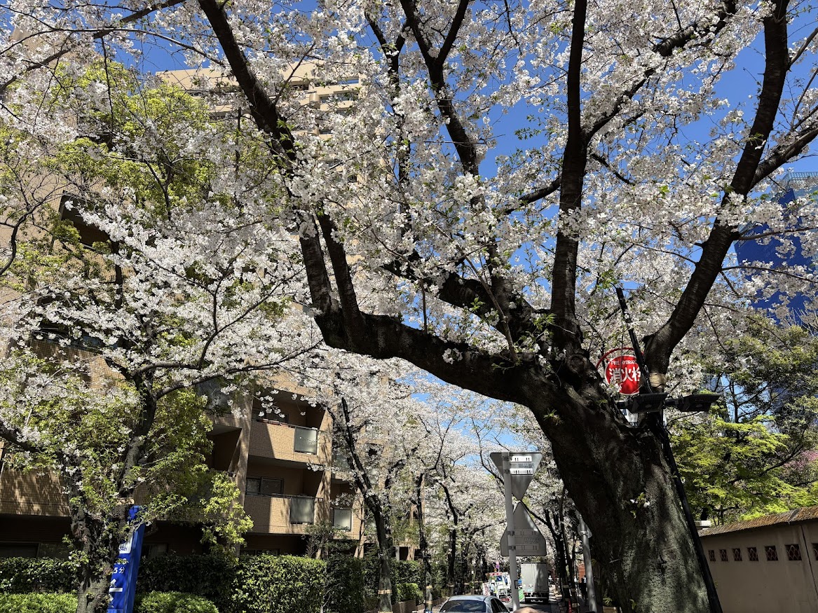 六本木一丁目駅近くのスペイン坂の桜並木