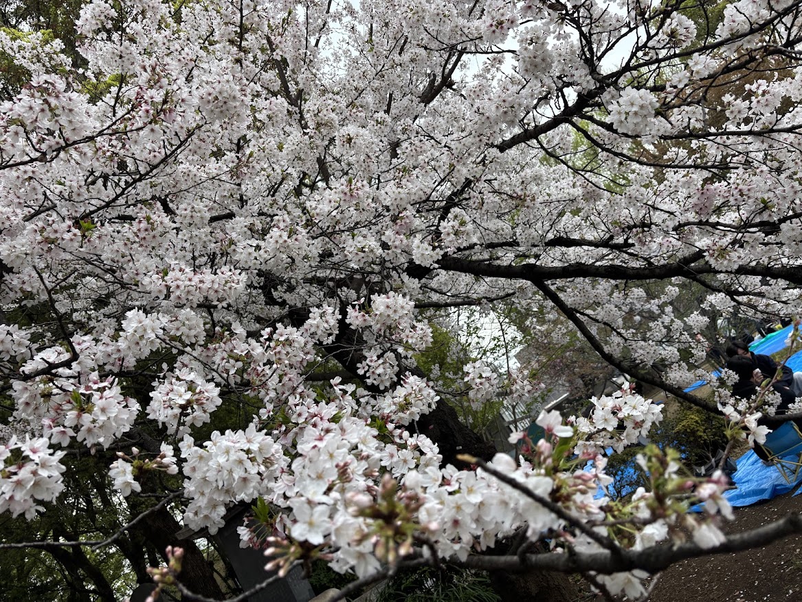 上野恩賜公園（上野公園）の桜