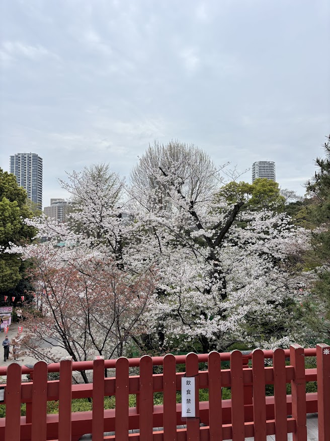 上野恩賜公園（上野公園）の清水観音堂から桜