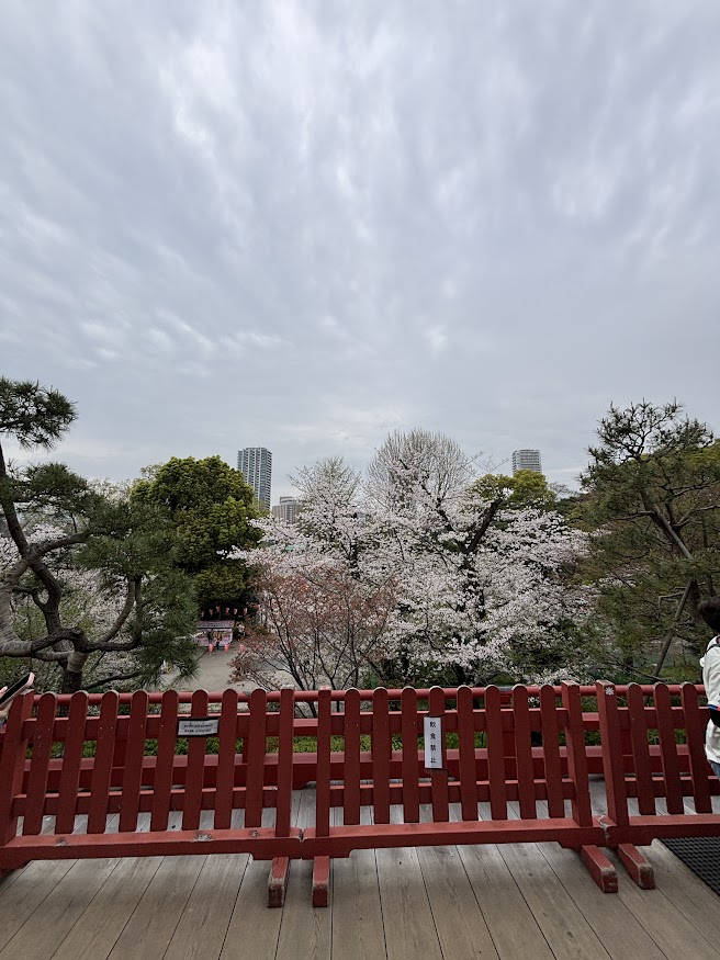 上野恩賜公園（上野公園）の清水観音堂から桜