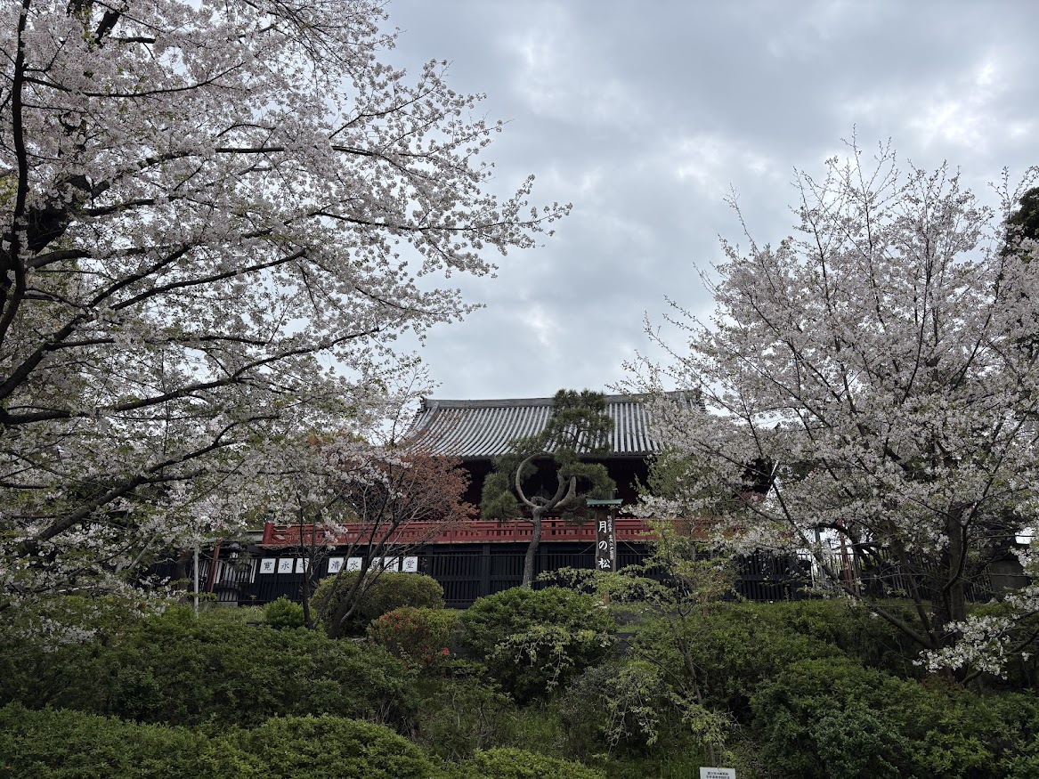 上野恩賜公園（上野公園）の清水観音堂、月の松と桜