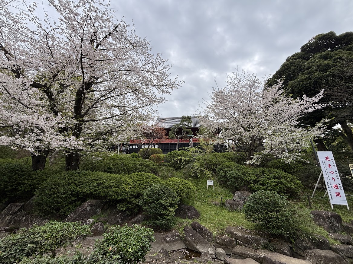 上野恩賜公園（上野公園）の清水観音堂、月の松と桜