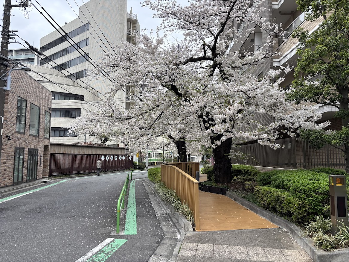 池之端児童遊園の路面電車と桜