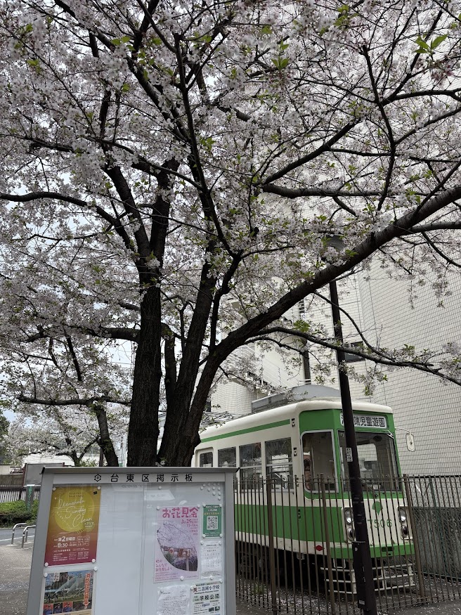 池之端児童遊園の路面電車と桜