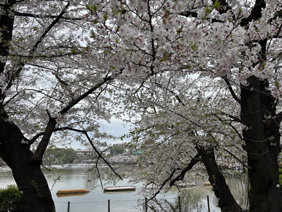 上野恩賜公園（上野公園）不忍池周囲の桜