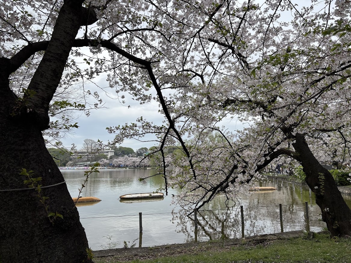上野恩賜公園（上野公園）不忍池周囲の桜