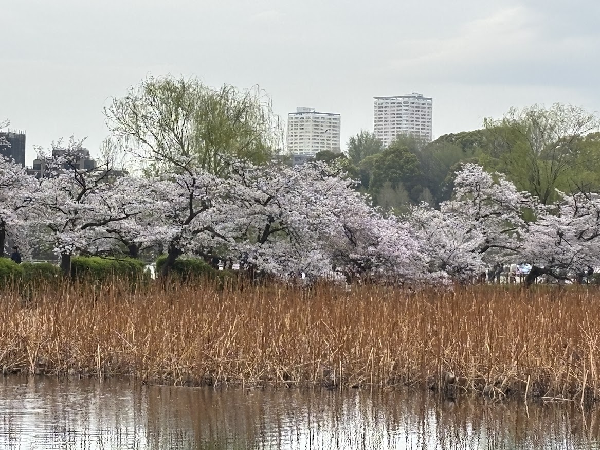 上野恩賜公園（上野公園）不忍池周囲の桜