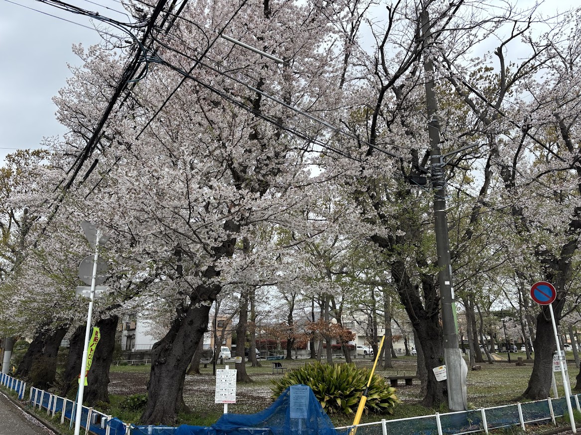 北習志野第3号公園の桜