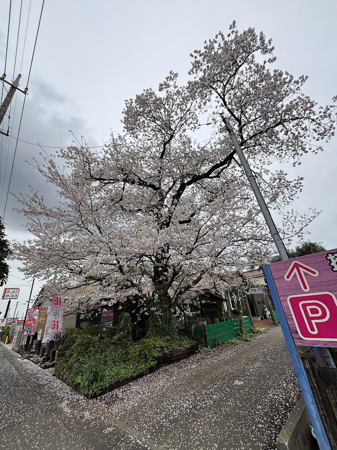 観光農園ベンズファームの桜（2026年4月5日）