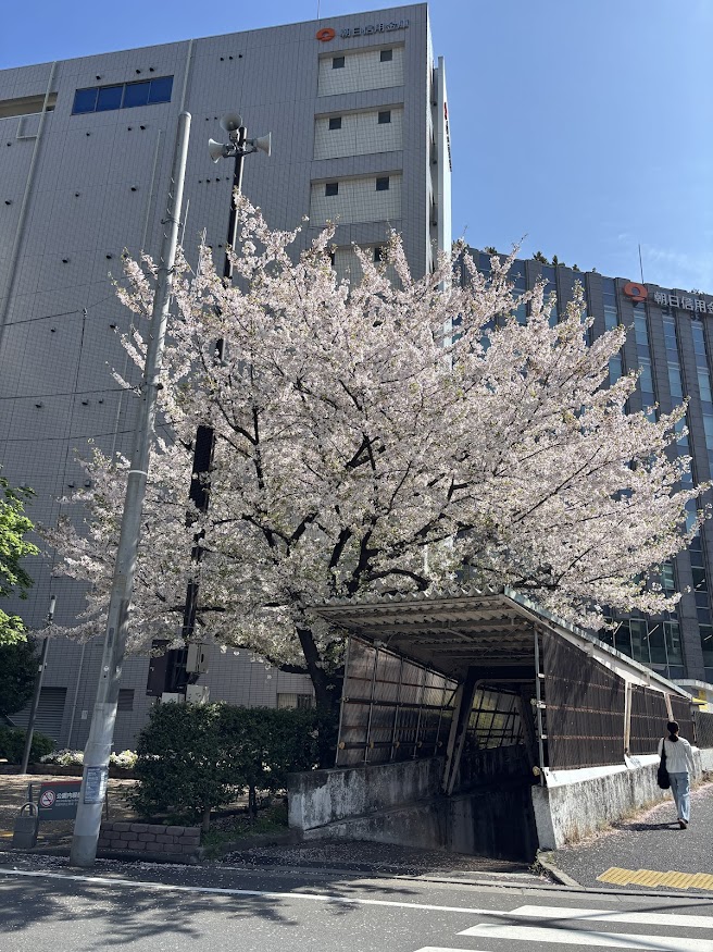 都営新宿線 岩本町（秋葉原）駅近くの桜（CherryBlossom）