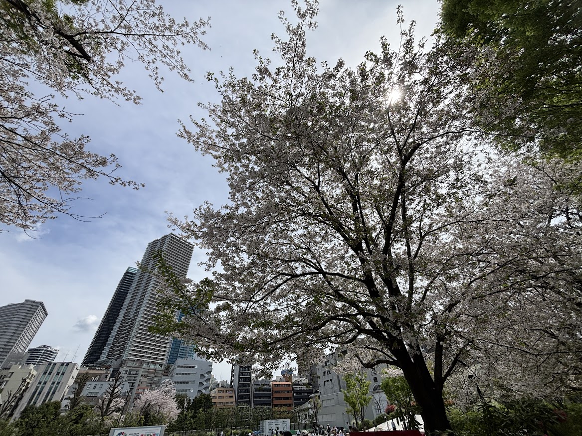 豊島区立南池袋公園の桜