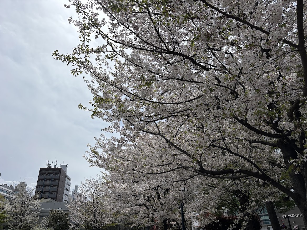 豊島区立南池袋公園の桜