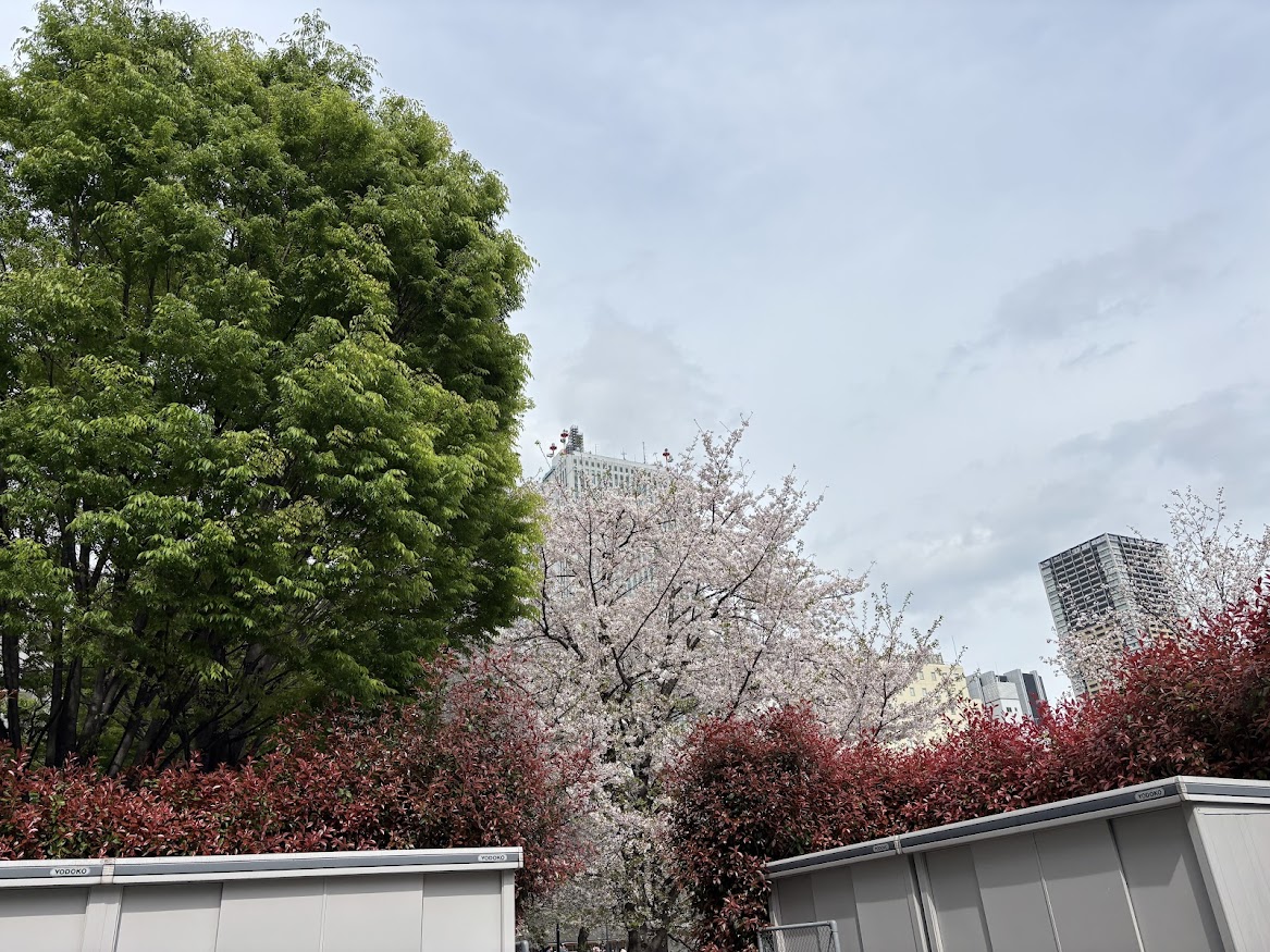 豊島区立南池袋公園の桜