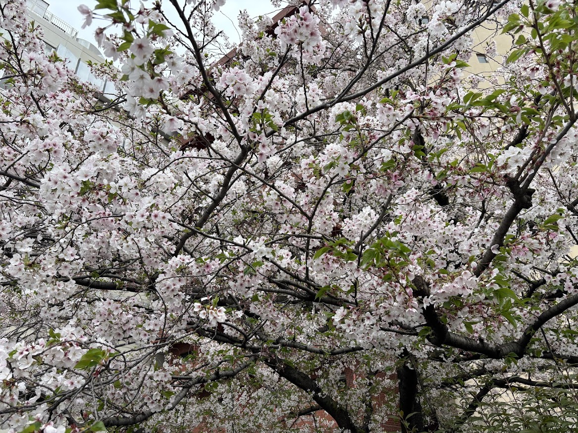 池袋大橋の桜