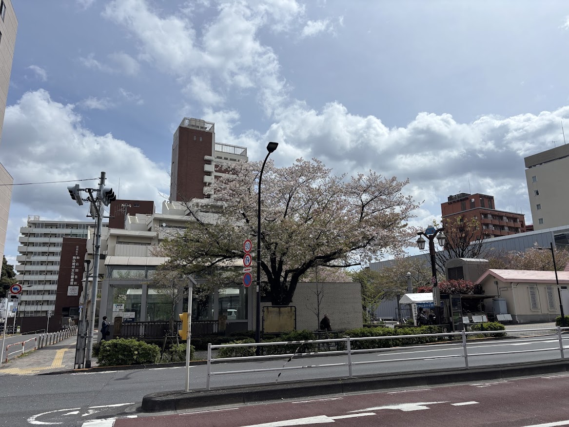 駒込駅前の桜