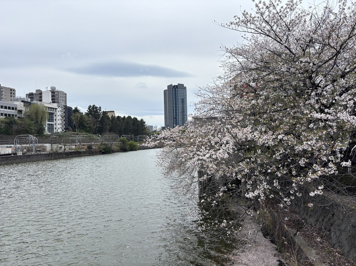 市ヶ谷橋からの桜